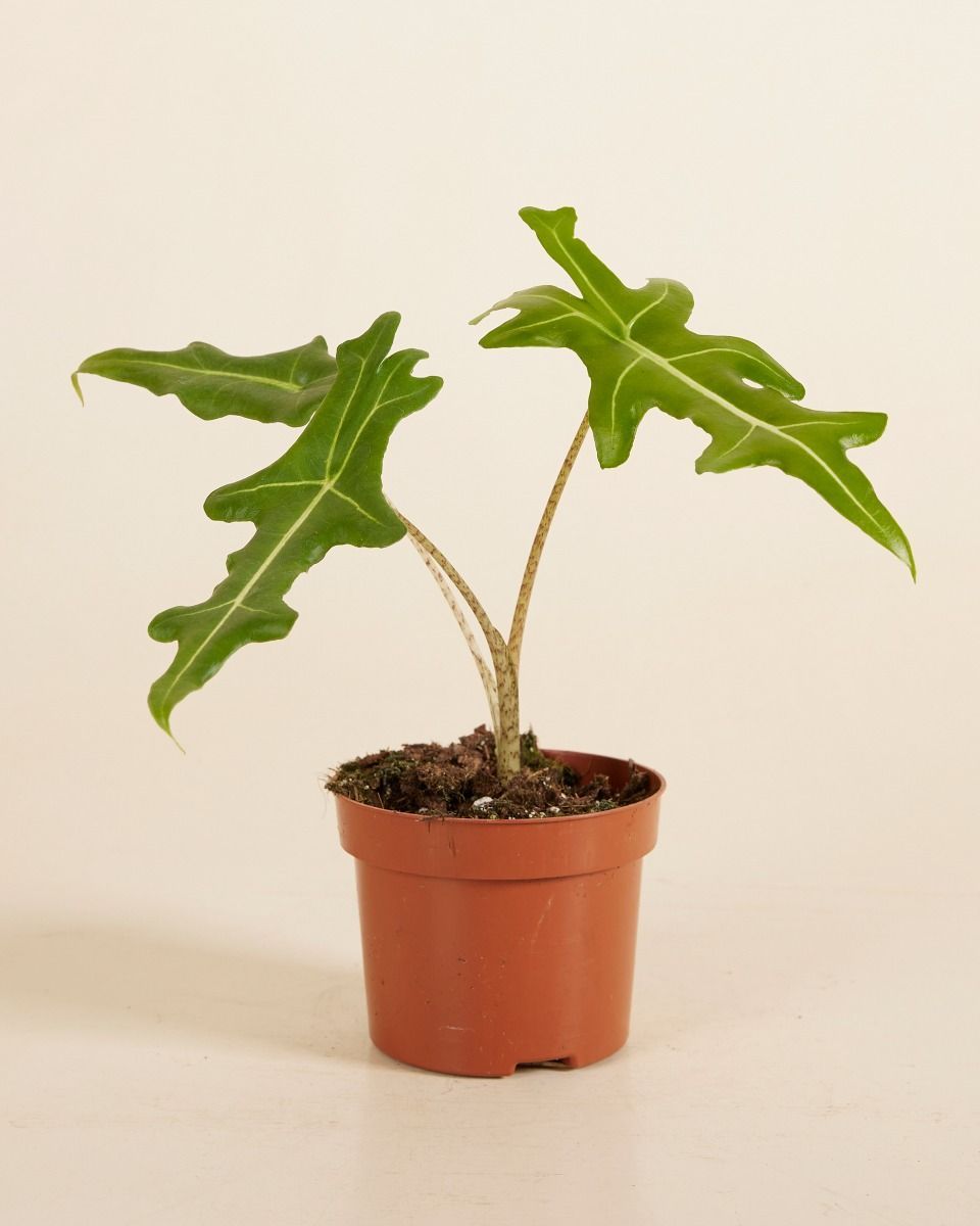 Alocasia Elephant Ears Portei