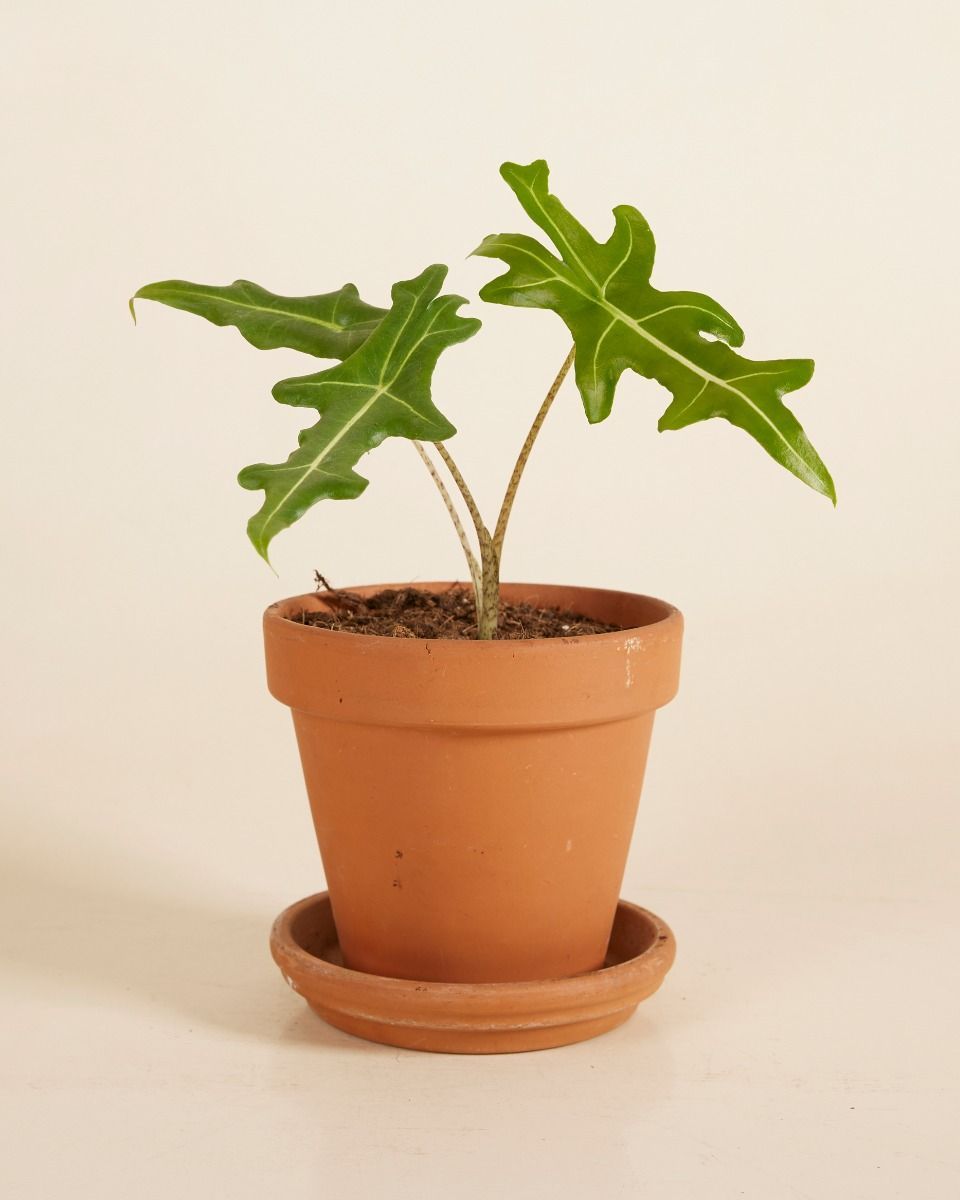 Alocasia Elephant Ears Portei