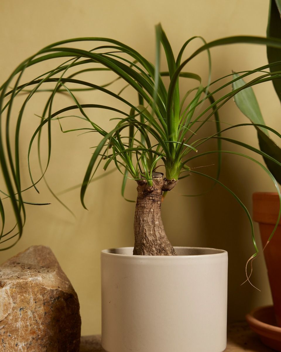 Beaucarnea Ponytail Palm Recurvata