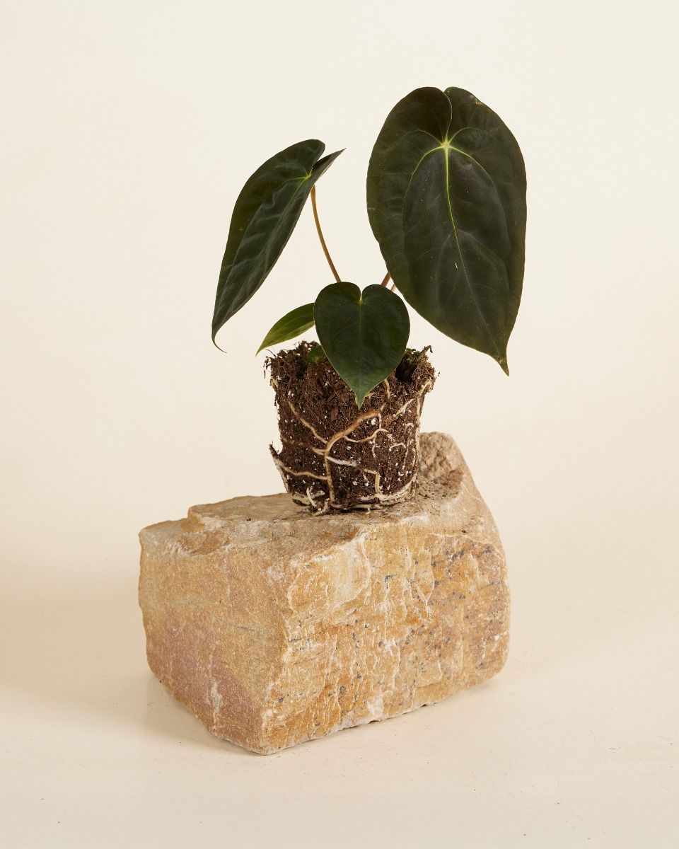 Anthurium Dark Phoenix 