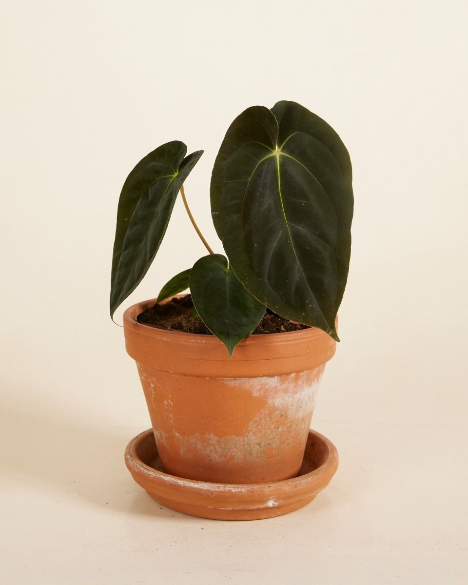 Anthurium Dark Phoenix 
