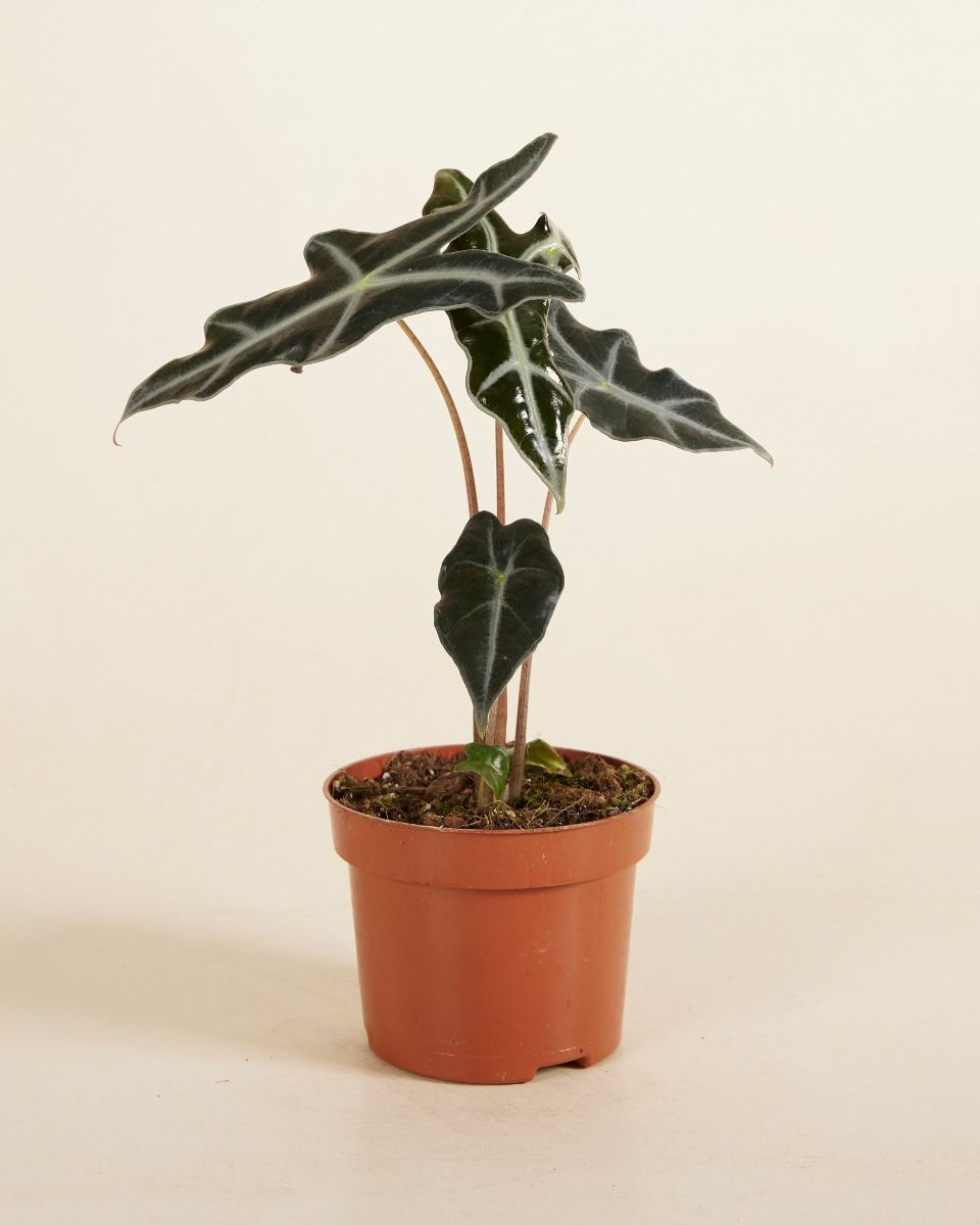 Alocasia Elephant Ears Nobilis