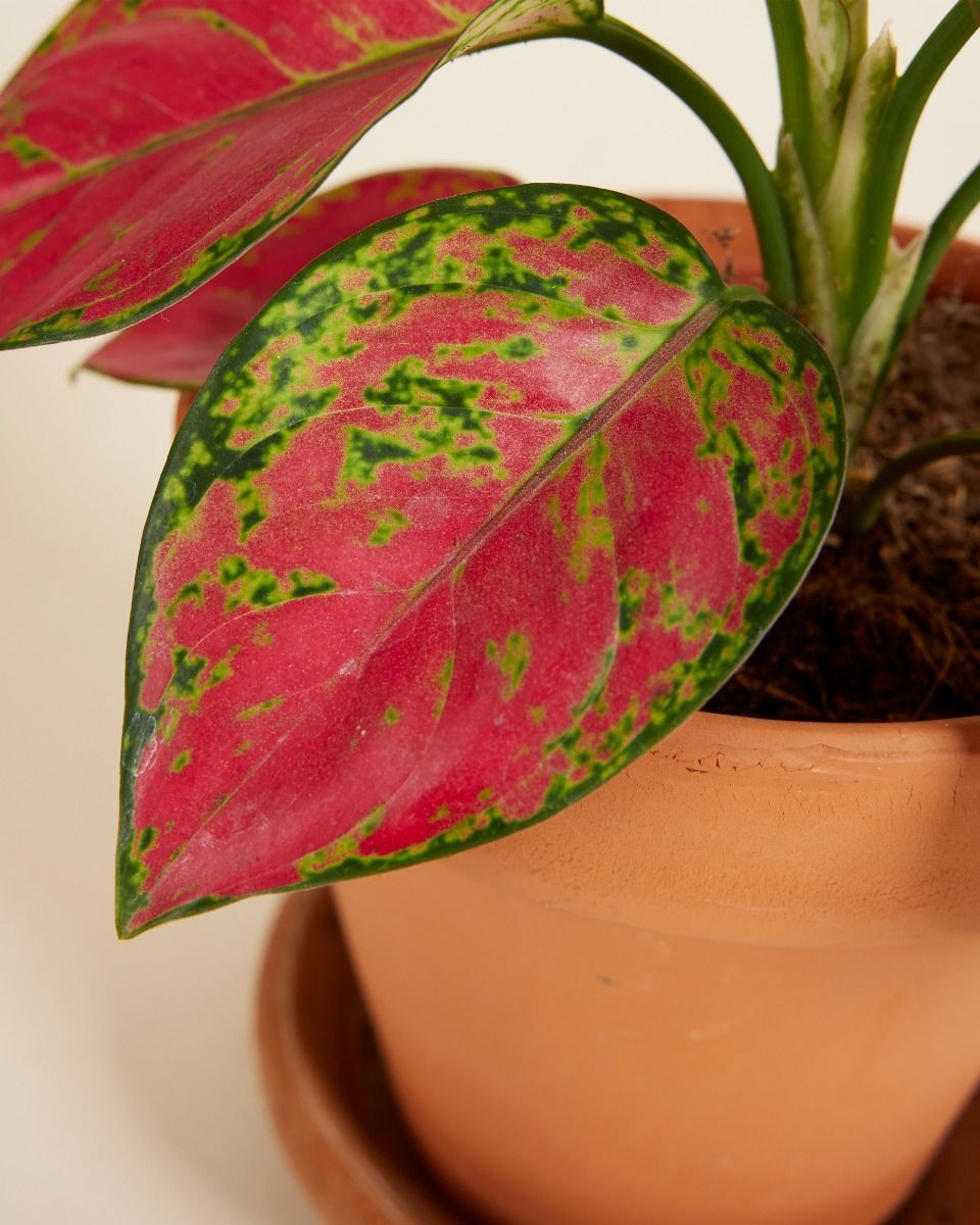 Aglaonema Chinese Evergreen Red Joy