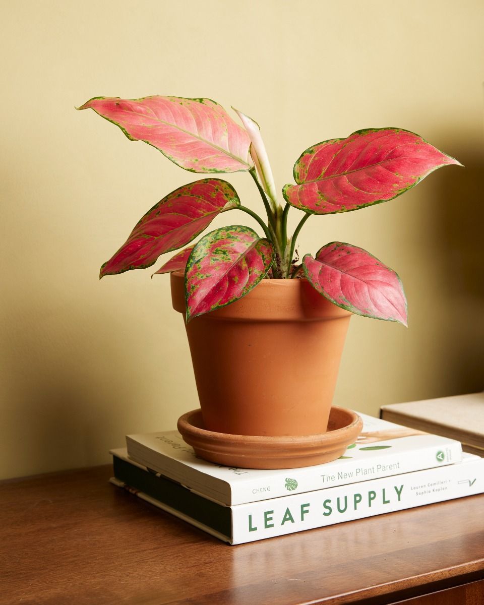 Aglaonema Chinese Evergreen Red Joy