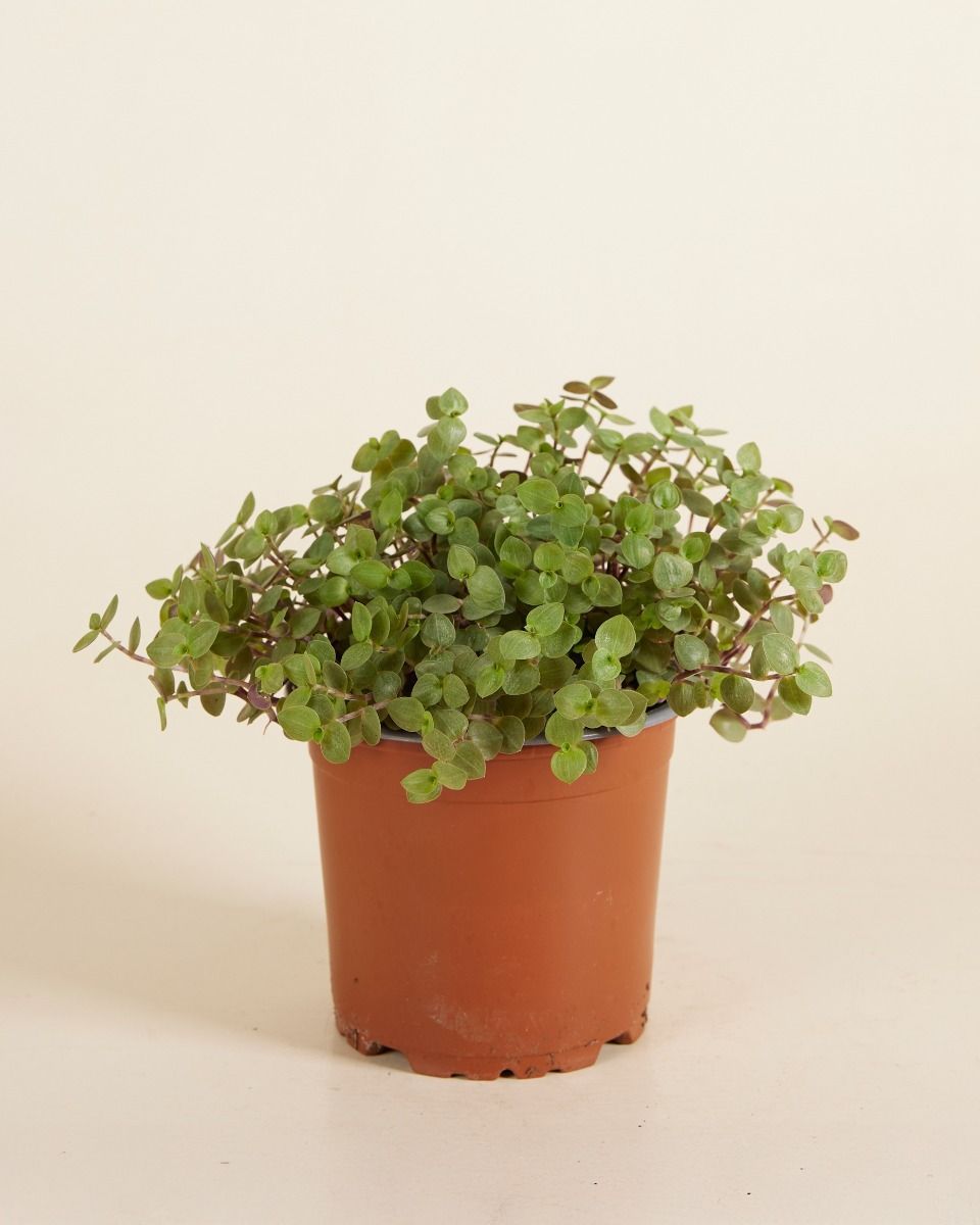 Callisia Repens