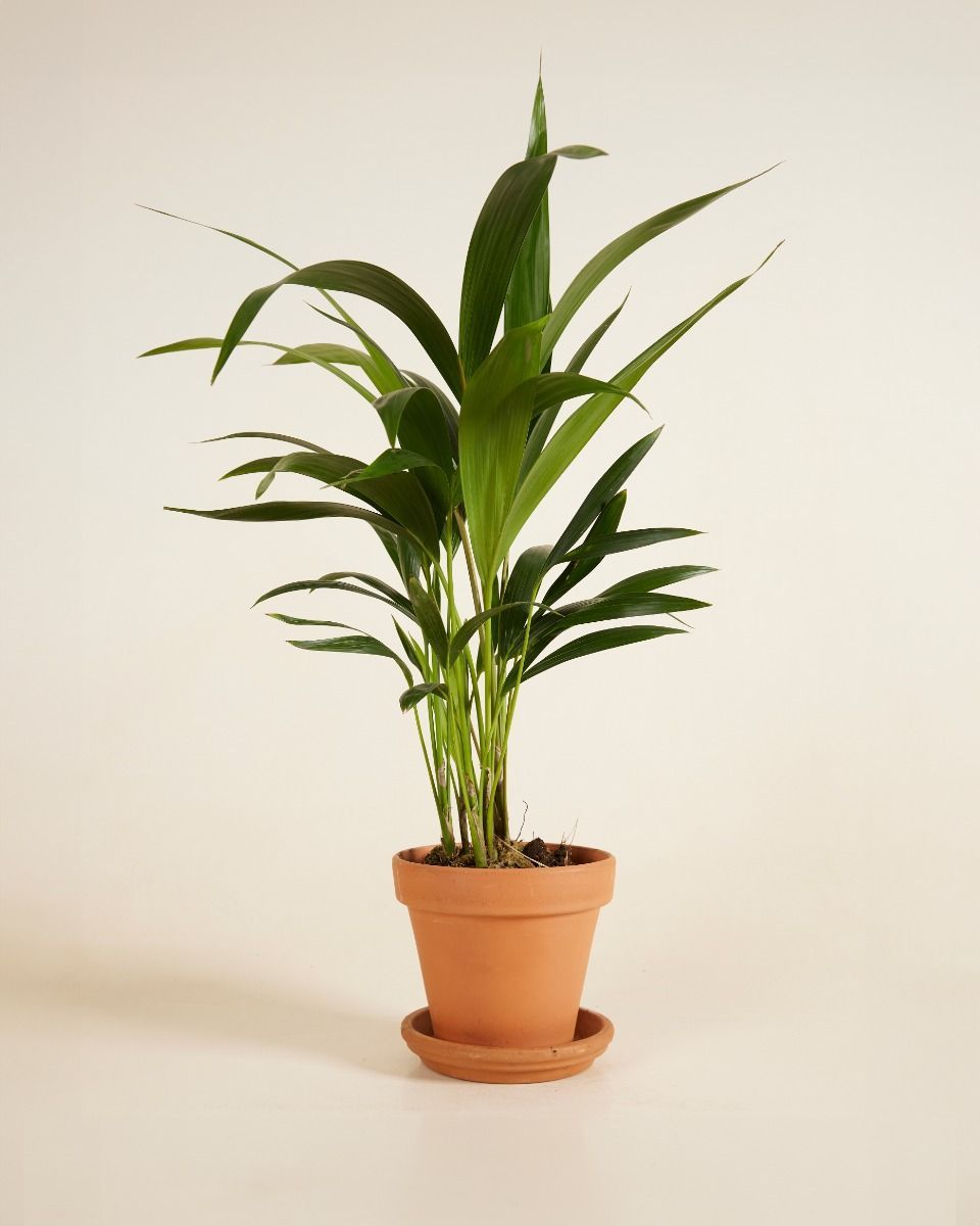 Palm Howea Fosteriana Kentia