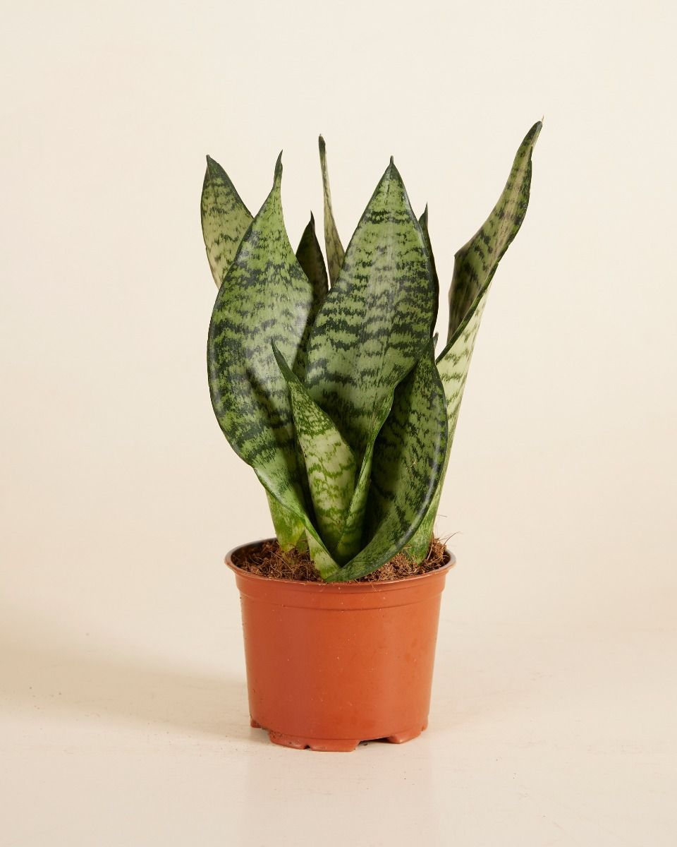 Sansevieria Snake plant Trifasciata Black Coral