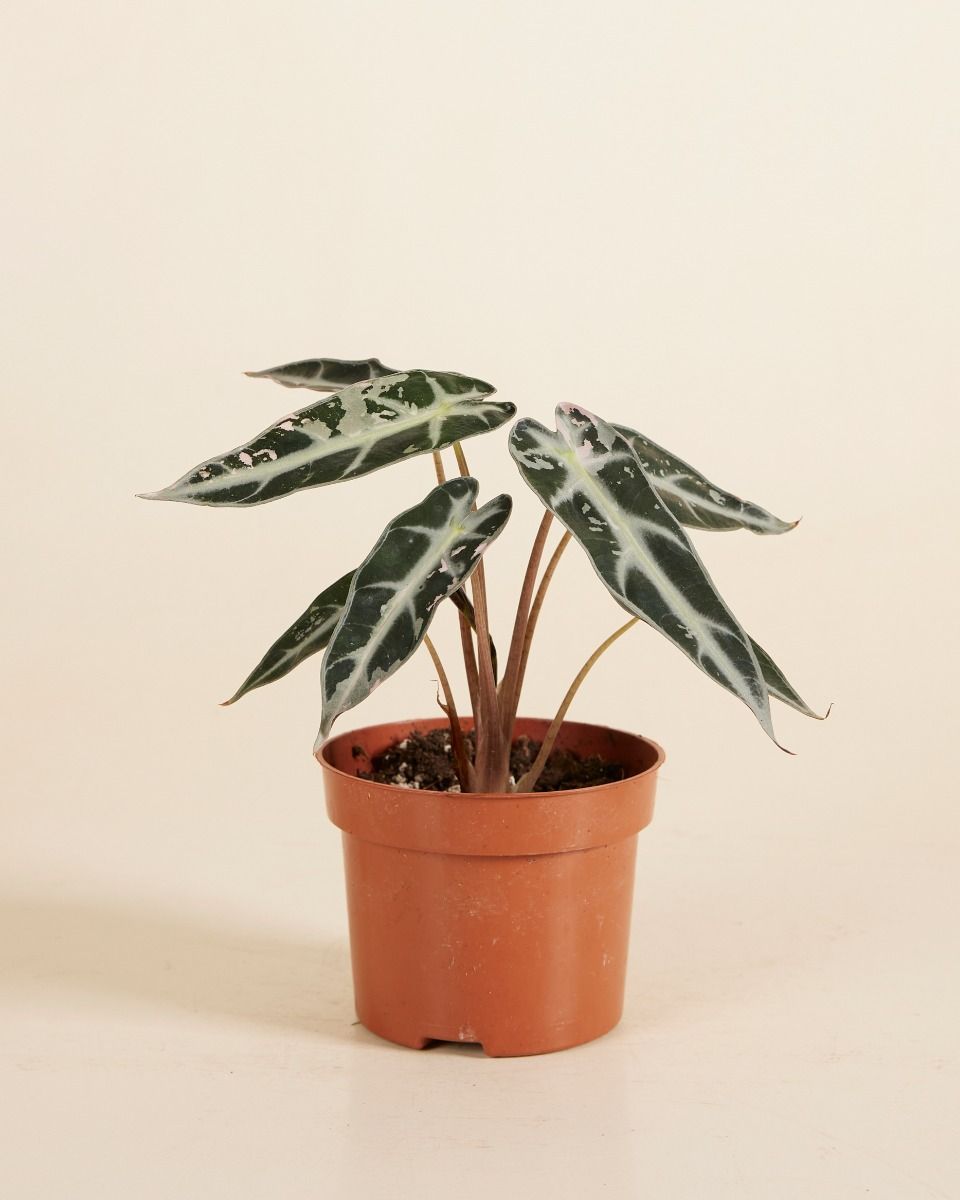 Alocasia Elephant Ears Bambino Variegated