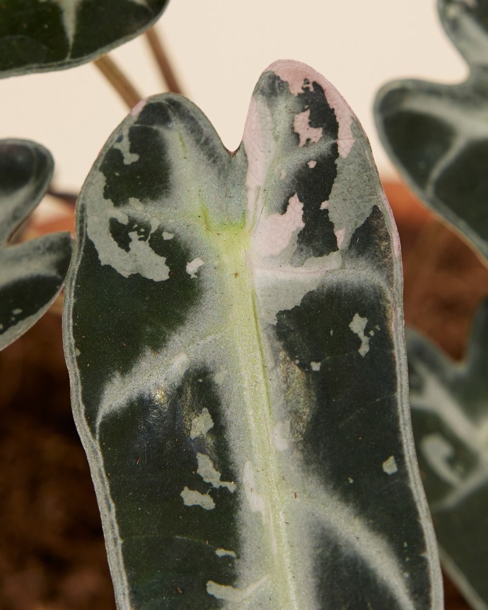 Alocasia Elephant Ears Bambino Variegated