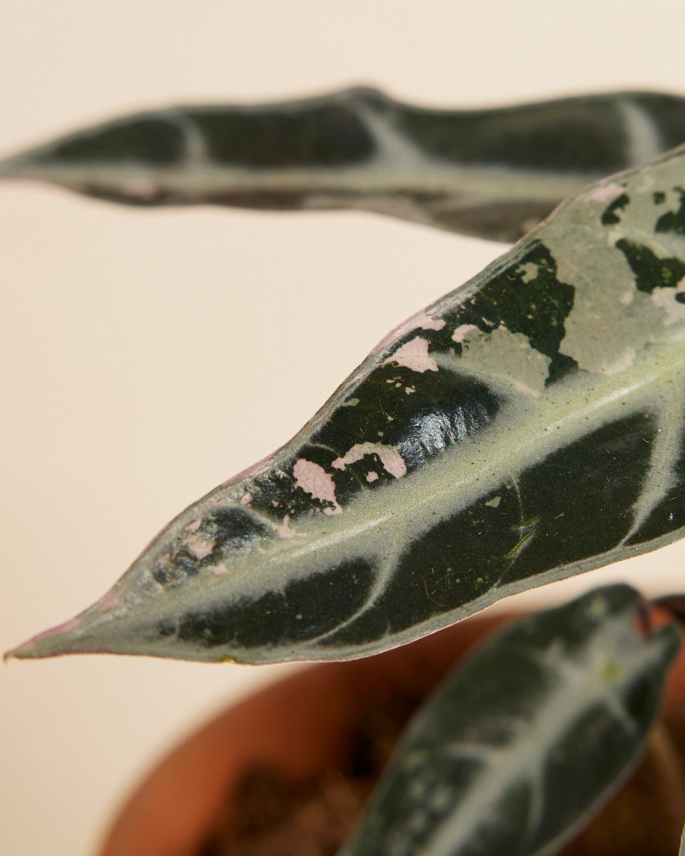 Alocasia Elephant Ears Bambino Variegated