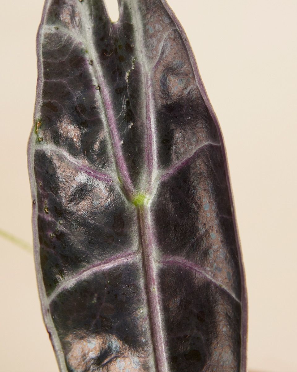 Alocasia Elephant Ears Longiloba Purple