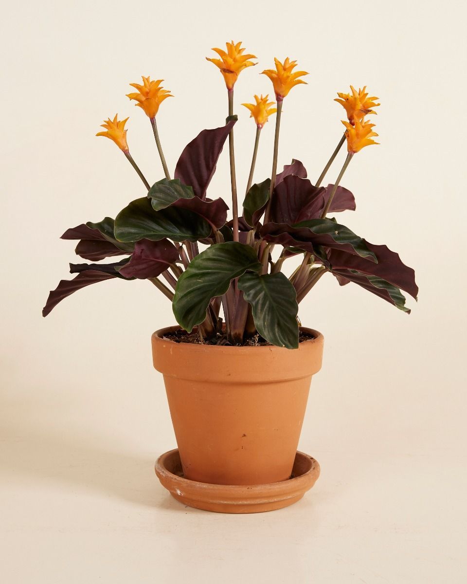 Calathea Prayer plant Crocata Candela