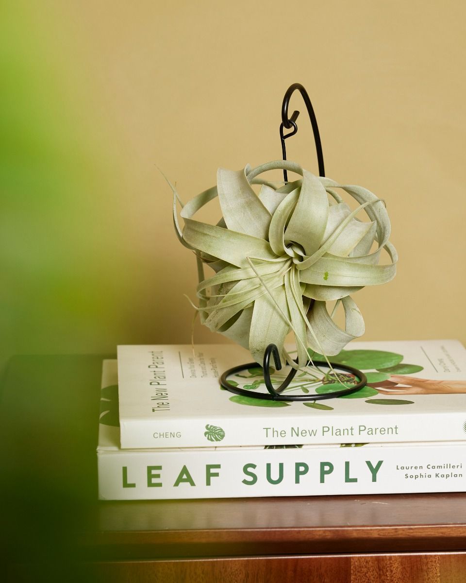 Tillandsia Air plant Xerographica