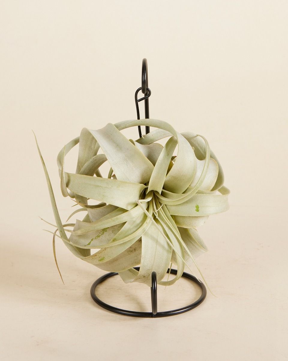 Tillandsia Air plant Xerographica