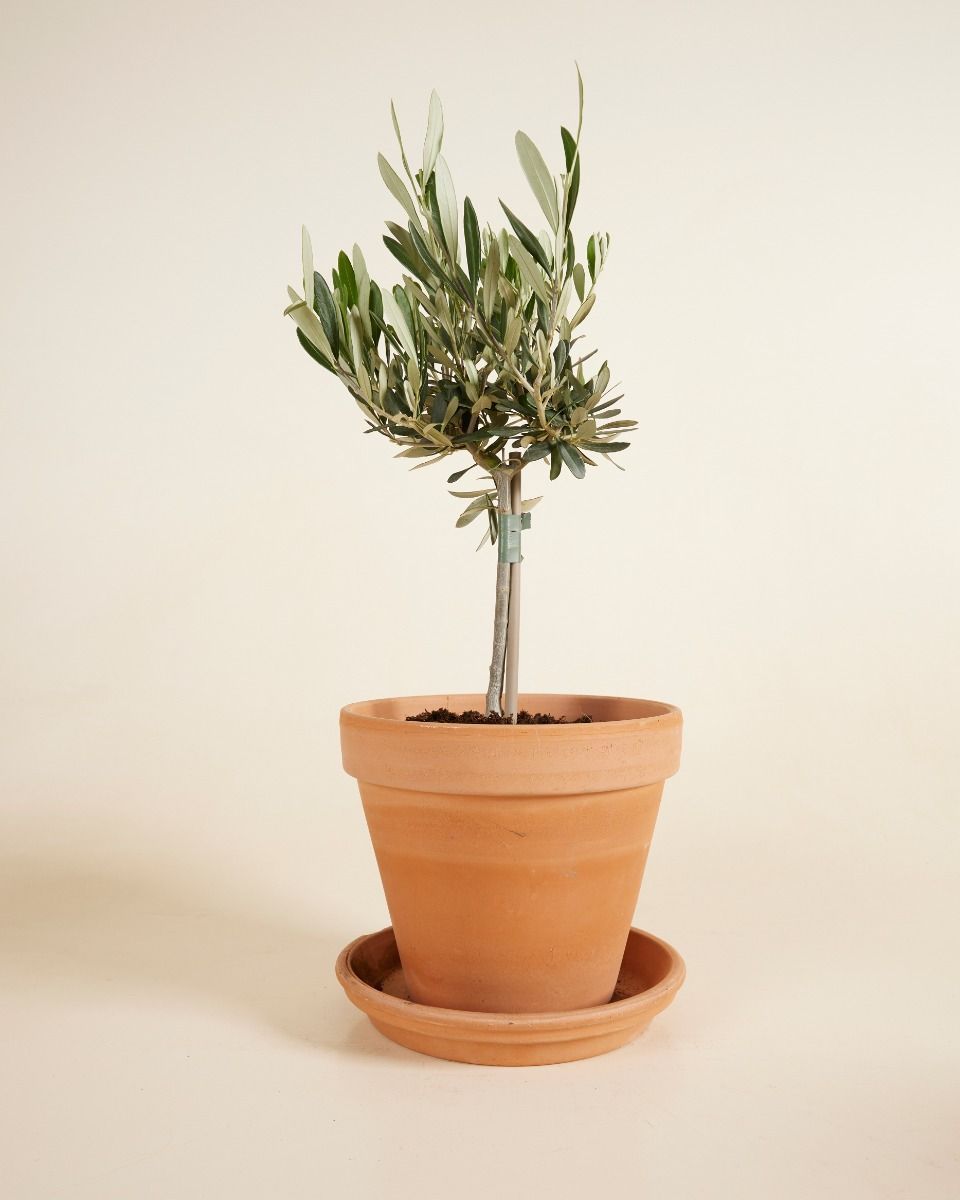 Olea Europaea