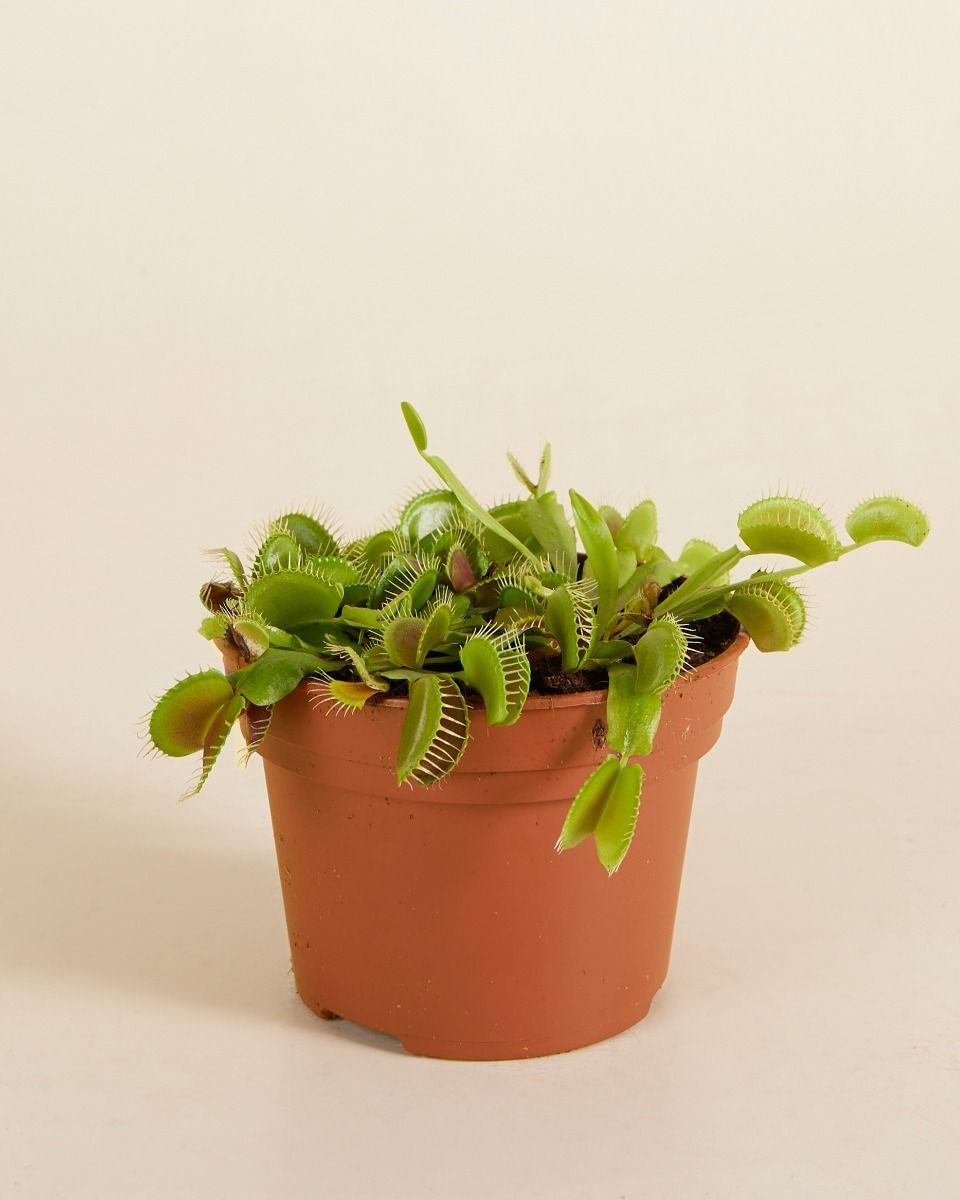Dionaea Venus Flytrap Muscipula