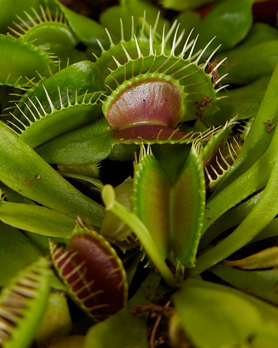 Dionaea Trappola per mosche Muscipula