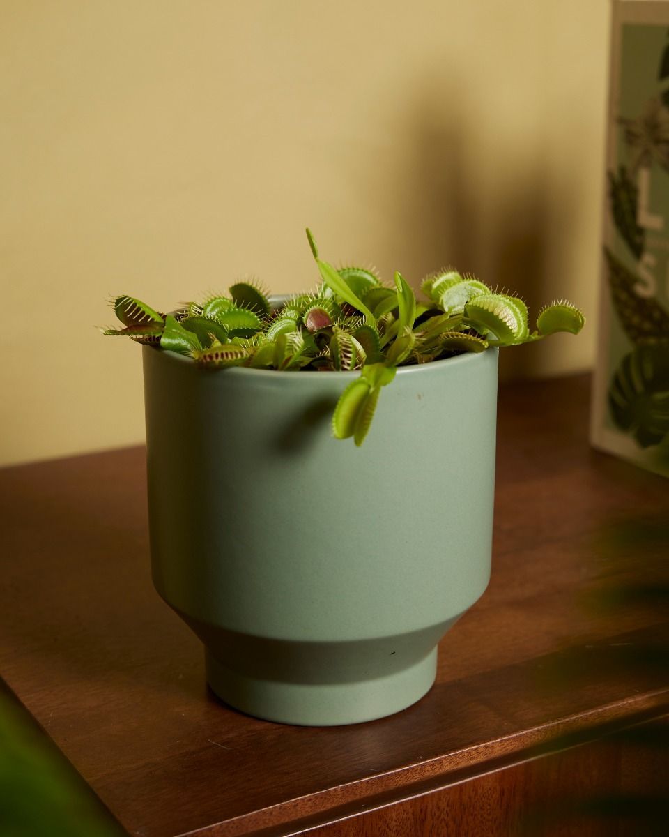 Dionaea Trappola per mosche Muscipula