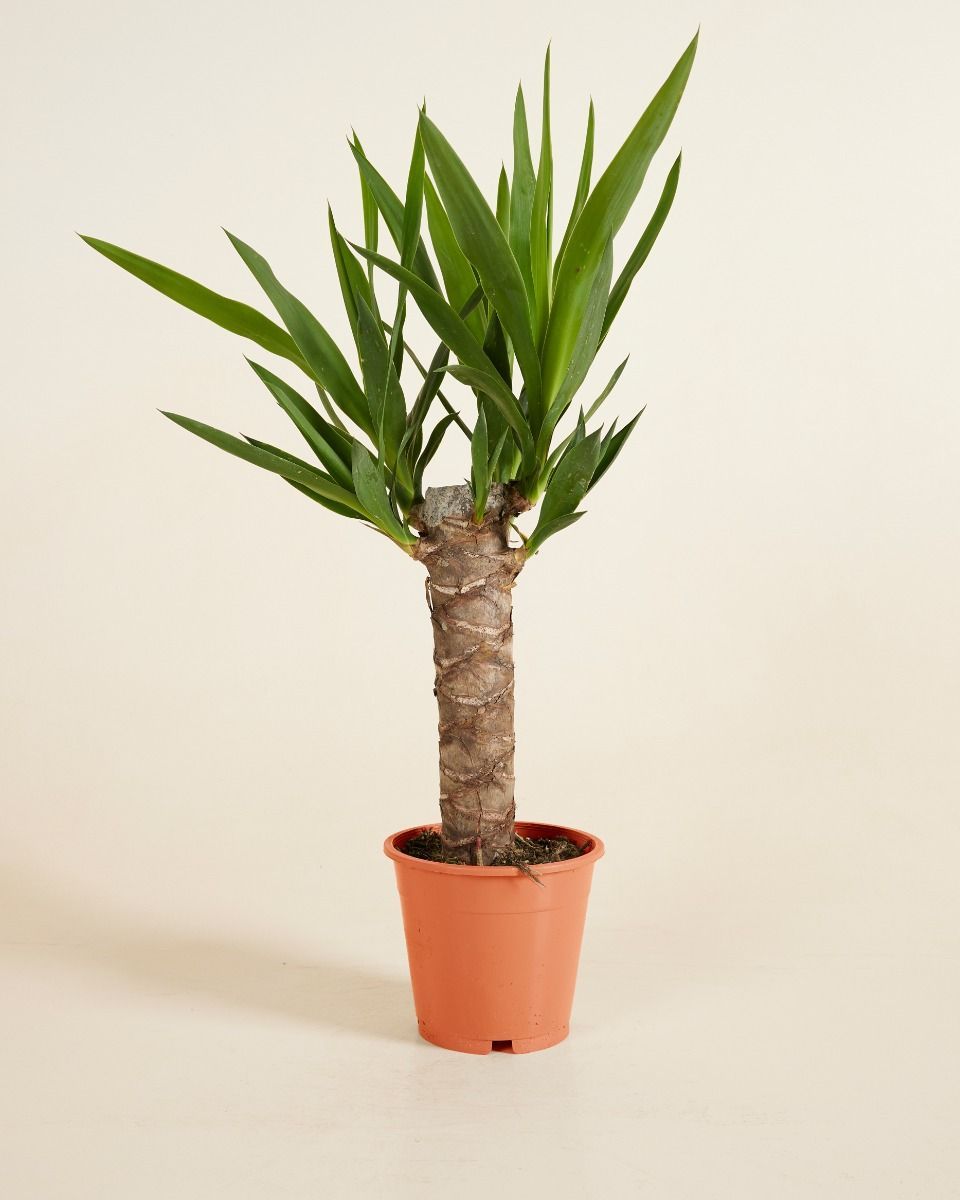 Elephantipes Yucca Cane Yucca