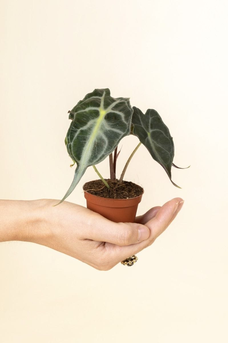 Baby Alocasia Elephant Ears Venom