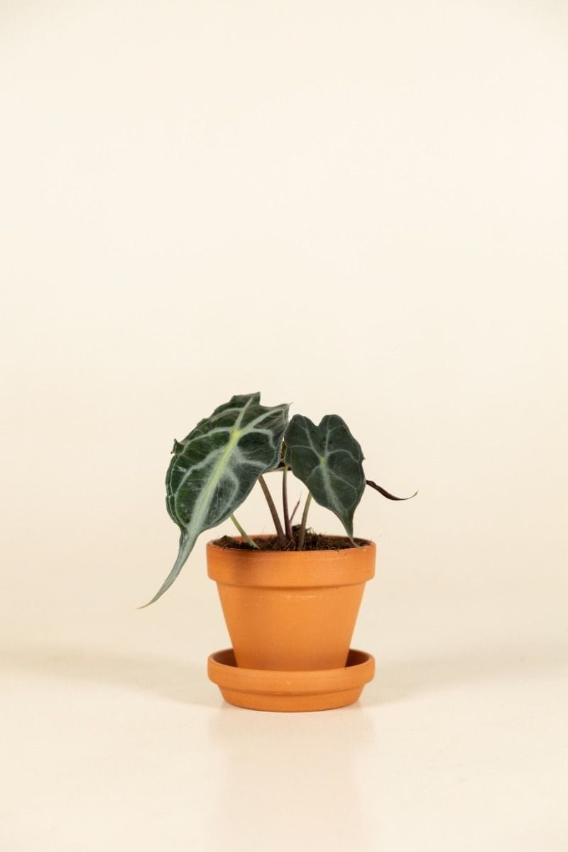 Baby Alocasia Orecchia d’Elefante Venom