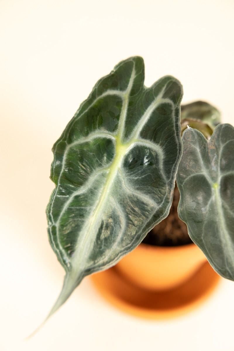 Baby Alocasia Orecchia d’Elefante Venom