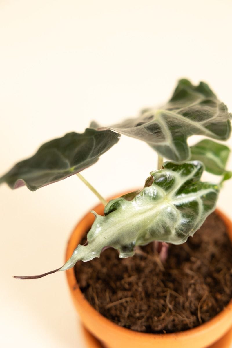 Baby Alocasia Orecchia d’Elefante Venom