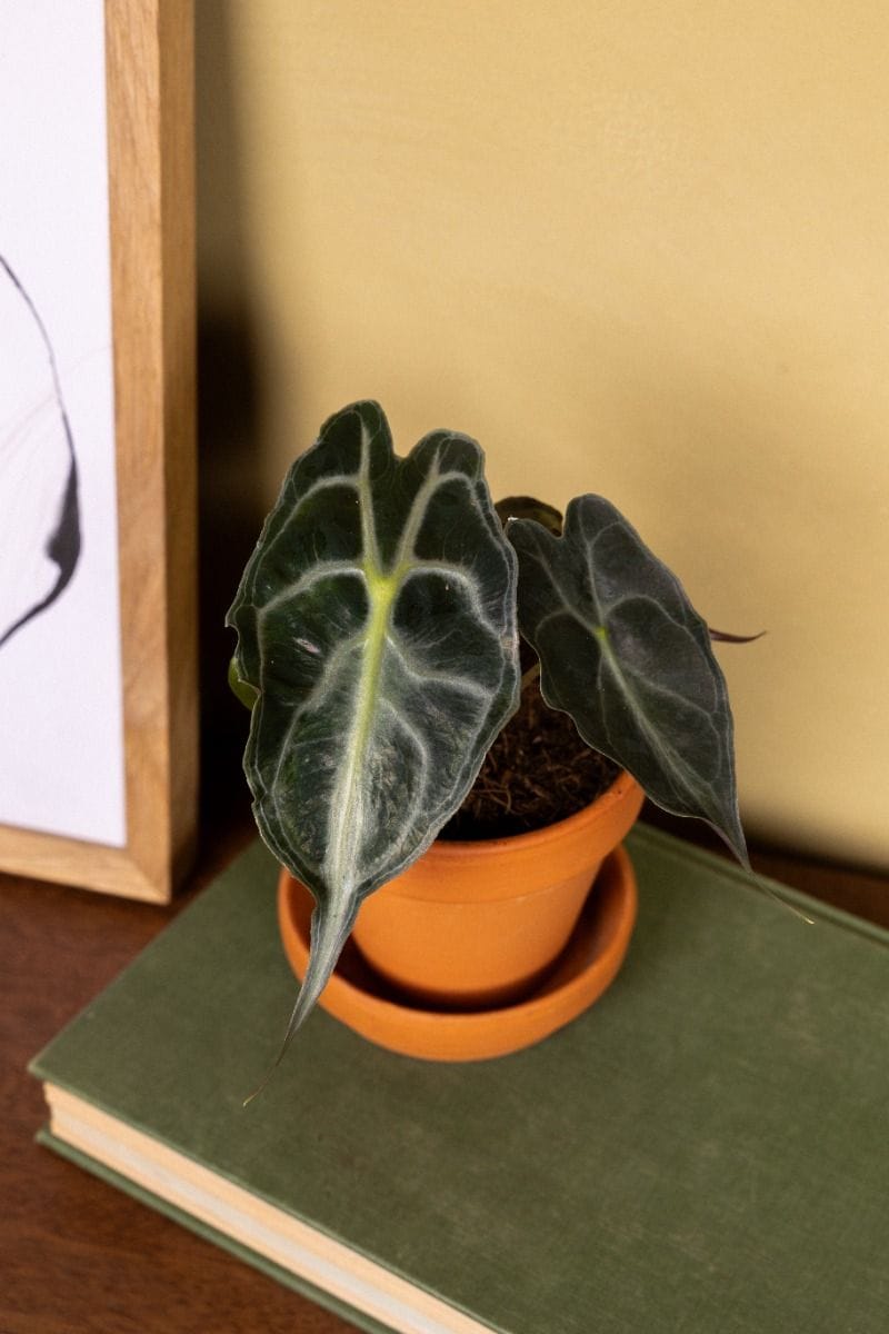 Baby Alocasia Orecchia d’Elefante Venom