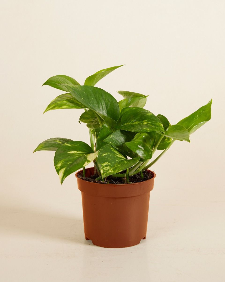Epipremnum Potos Aureum