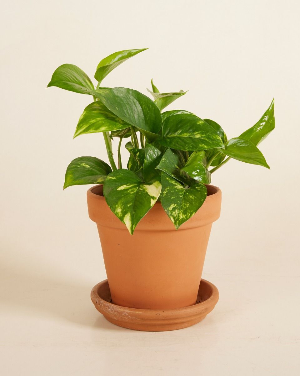 Epipremnum Potos Aureum