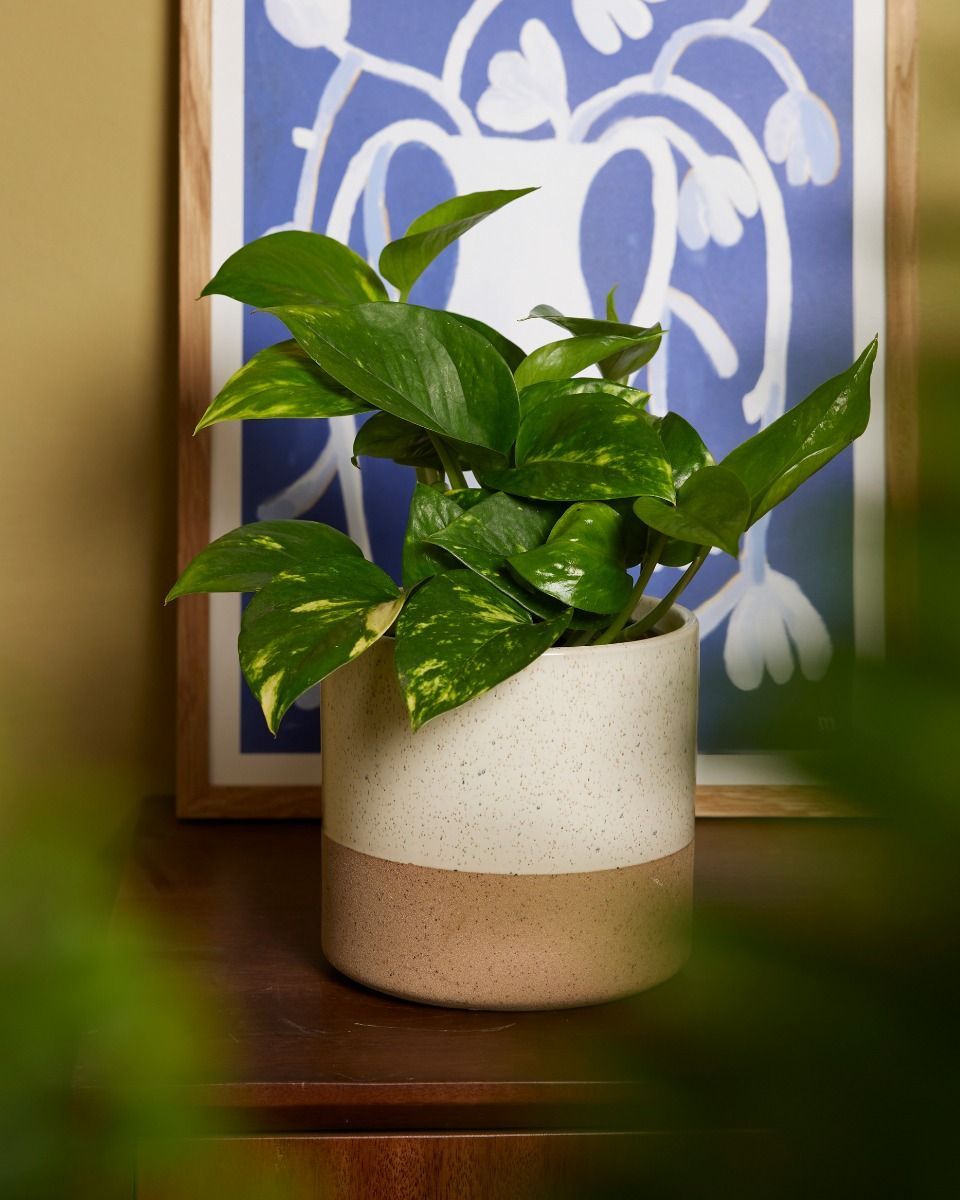 Epipremnum Golden Pothos Aureum