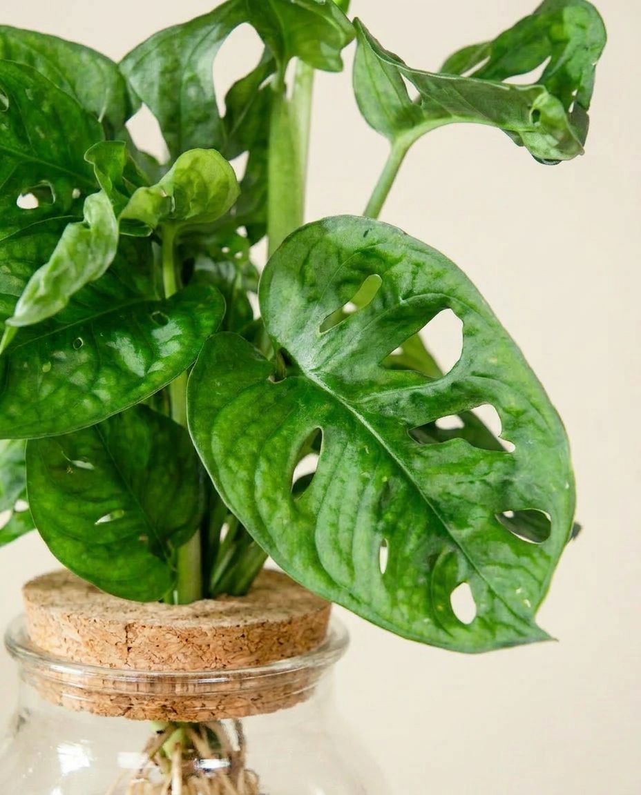 Monstera Swiss Cheese plant Adansonii in glass vase