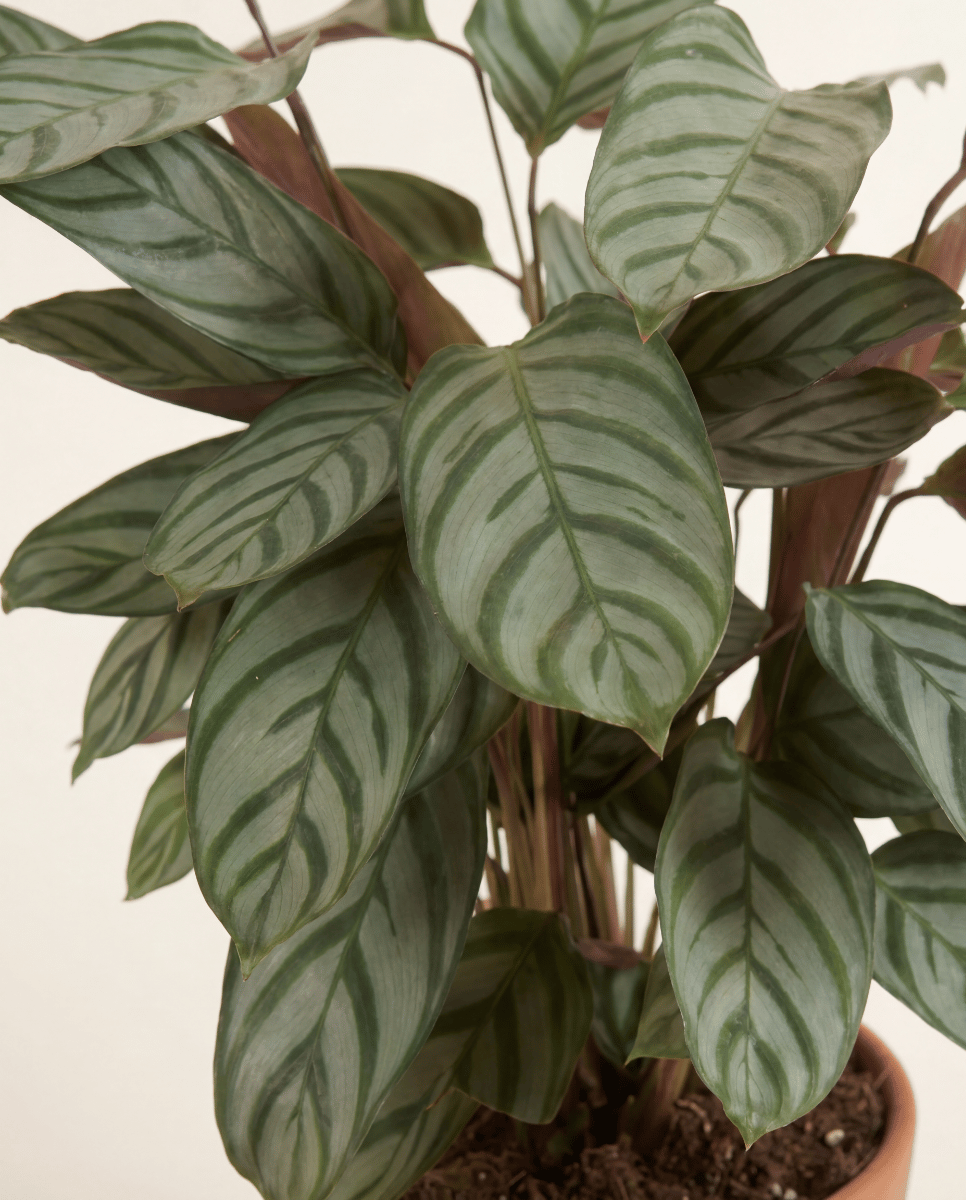 Calathea Plante paon Compactstar
