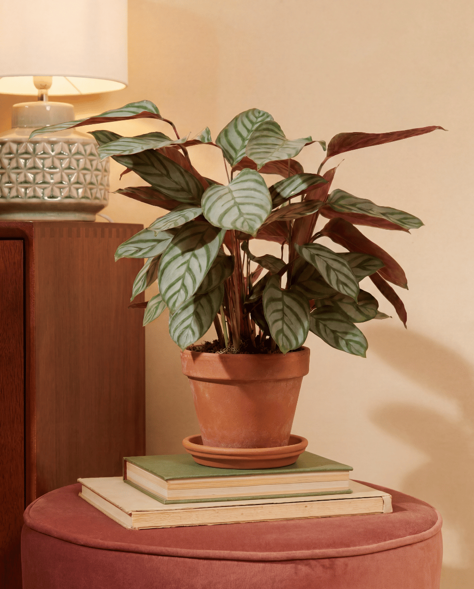 Calathea Plante paon Compactstar