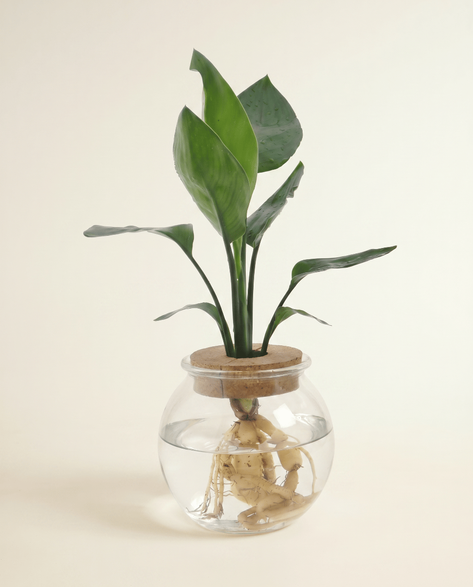 Strelitzia Bird of Paradise Nicolai (in glass)