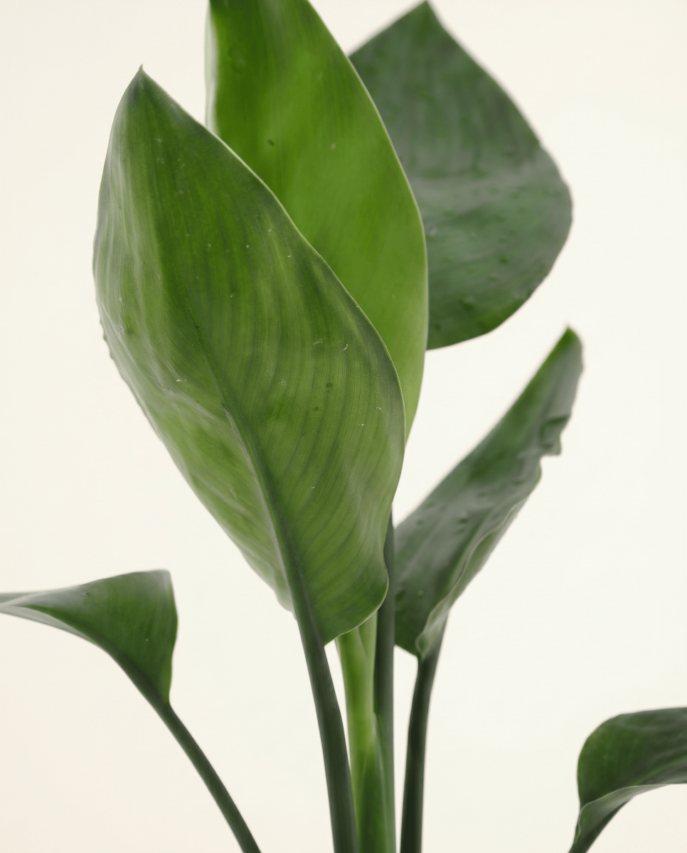 Strelitzia Estrelitzia Nicolai (in glass)