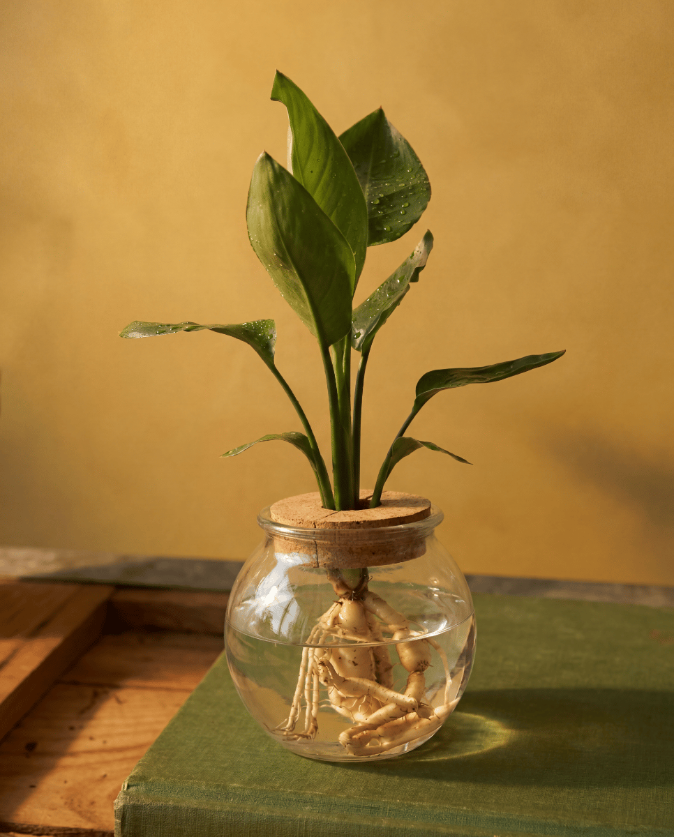 Strelitzia Estrelitzia Nicolai (in glass)