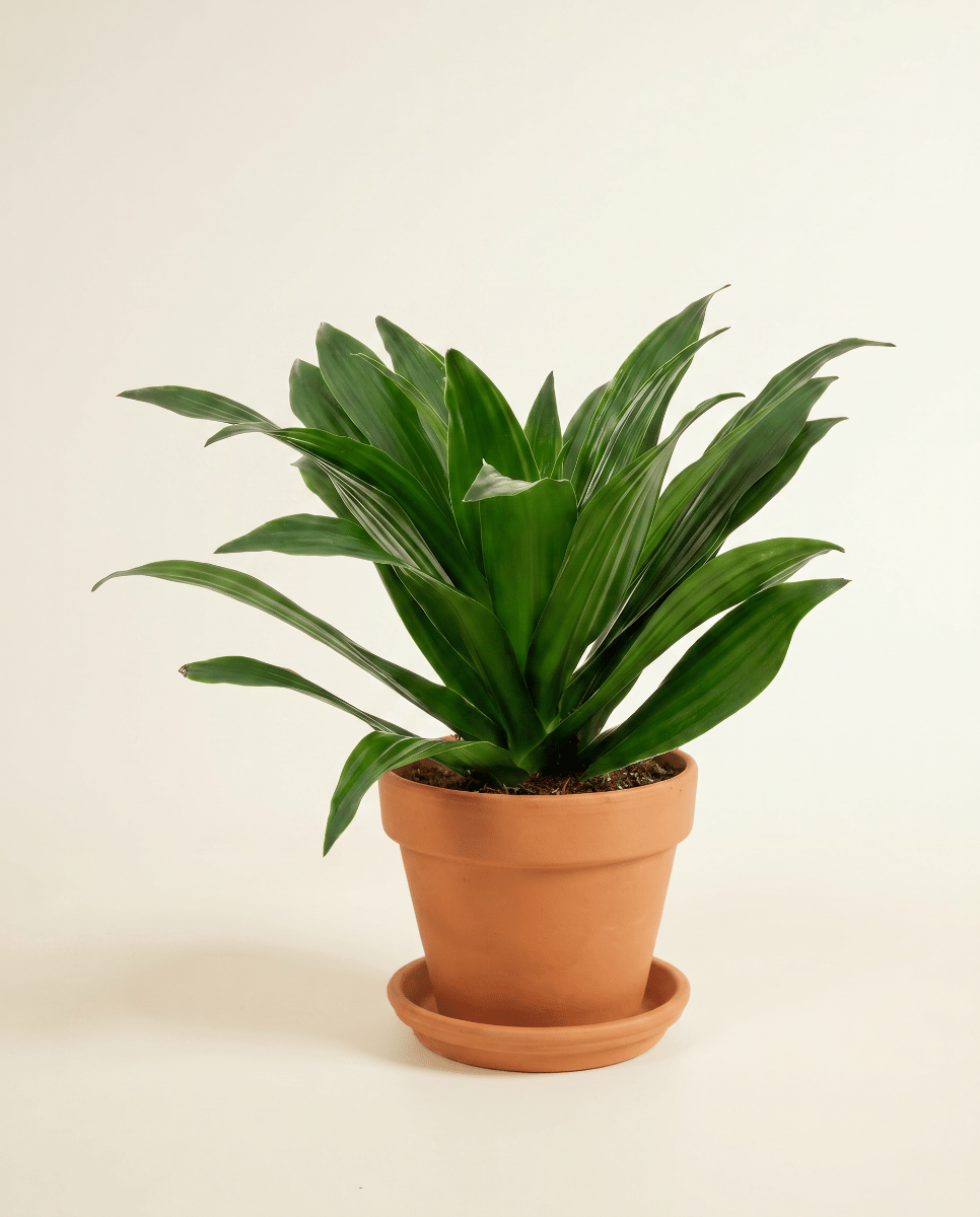 Dracaena Dragon tree Compacta