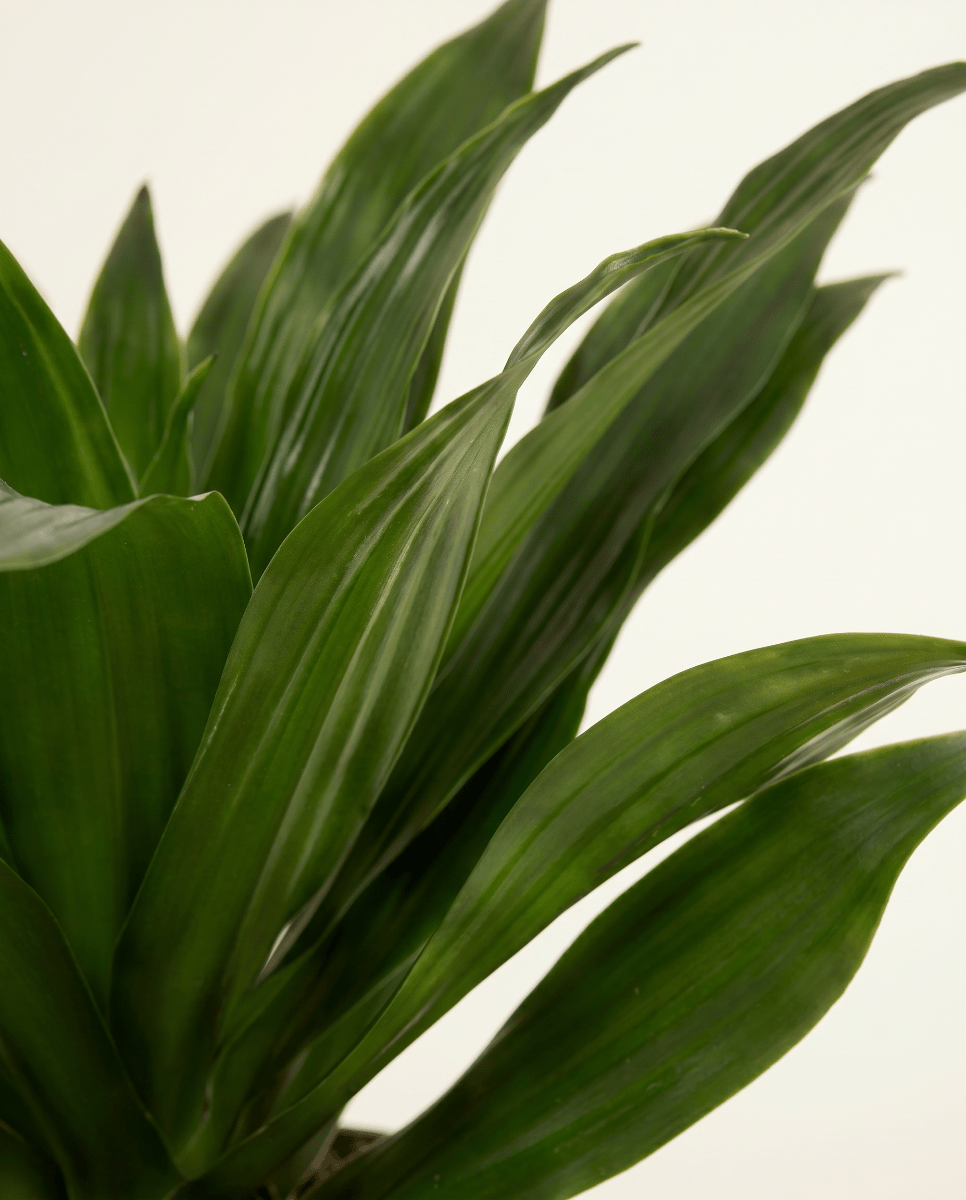 Dracaena Dragon tree Compacta