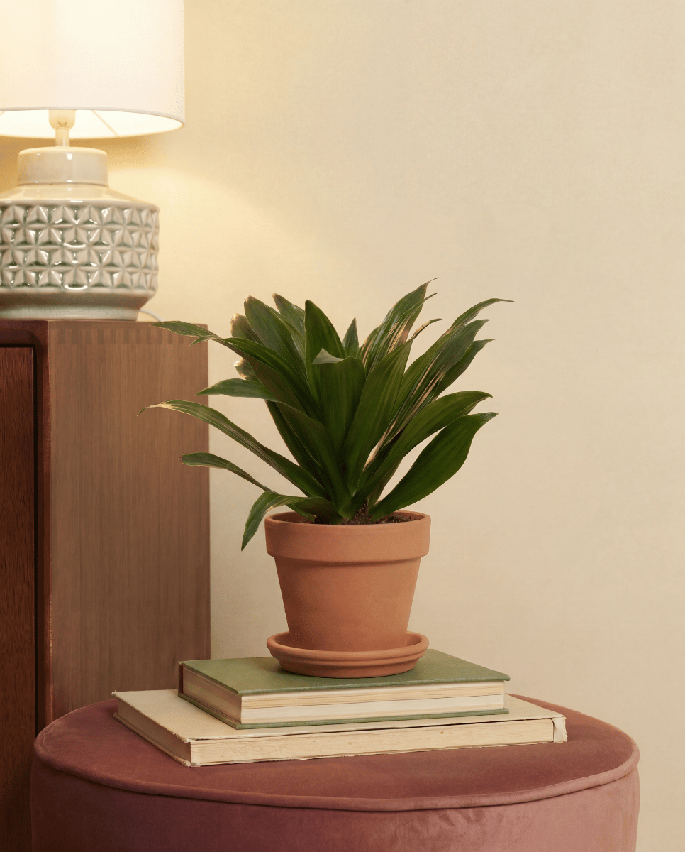 Dracaena Dragon tree Compacta
