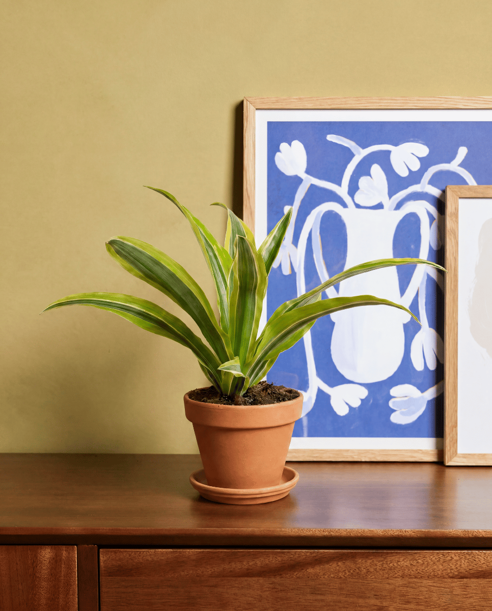 Dracaena Arbre dragon Lemon Lime