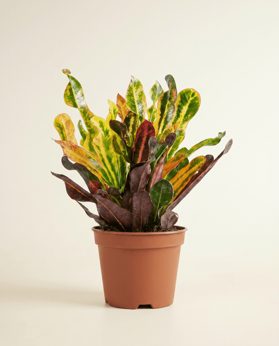 Codiaeum Croton Variegatum Mammi