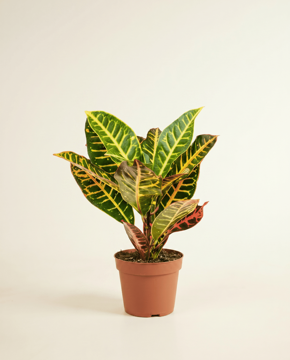 Codiaeum Croton Variegatum Petra