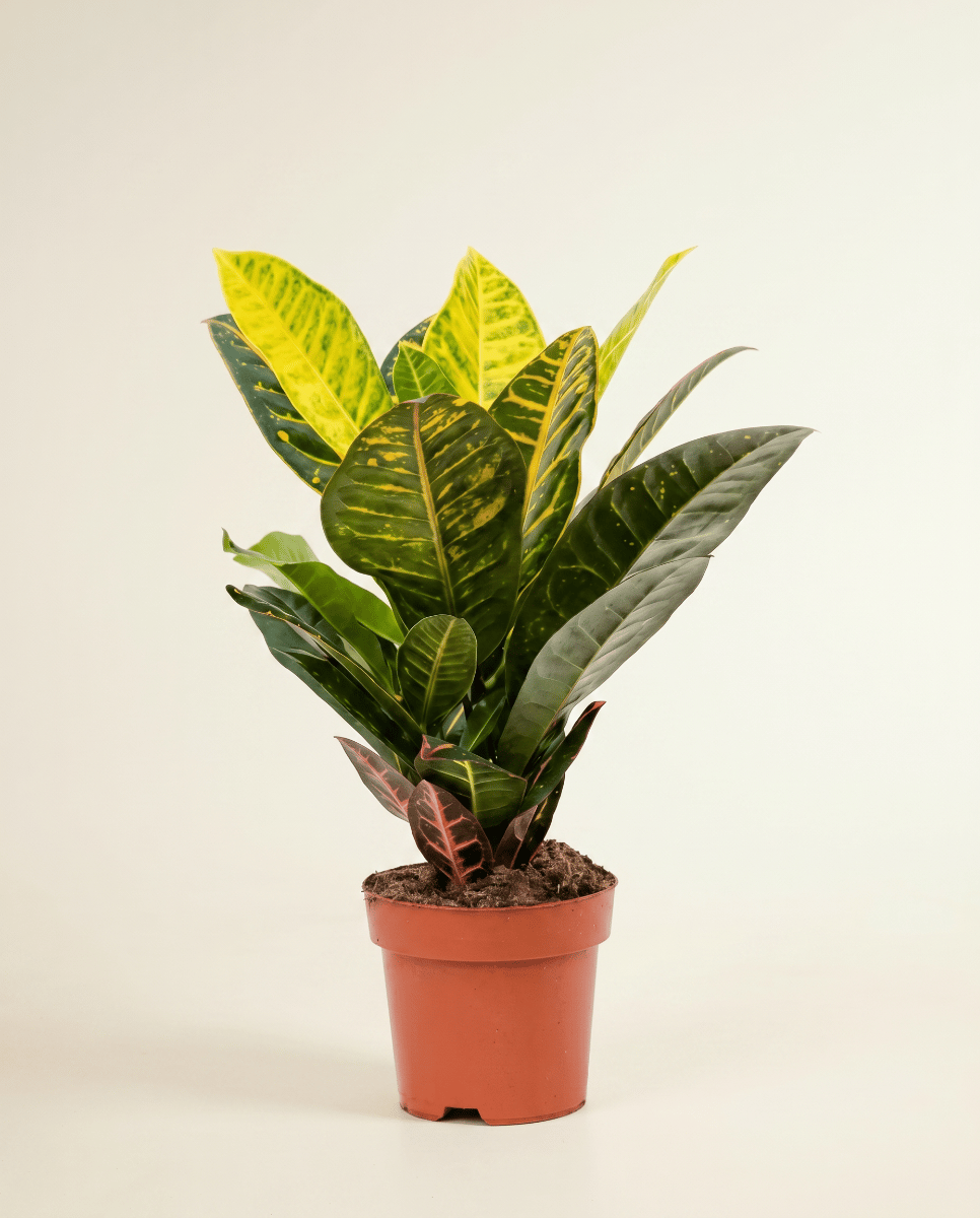 Codiaeum Croton Variegatum Petra