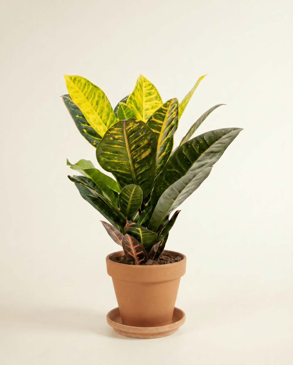 Codiaeum Croton Variegatum Petra