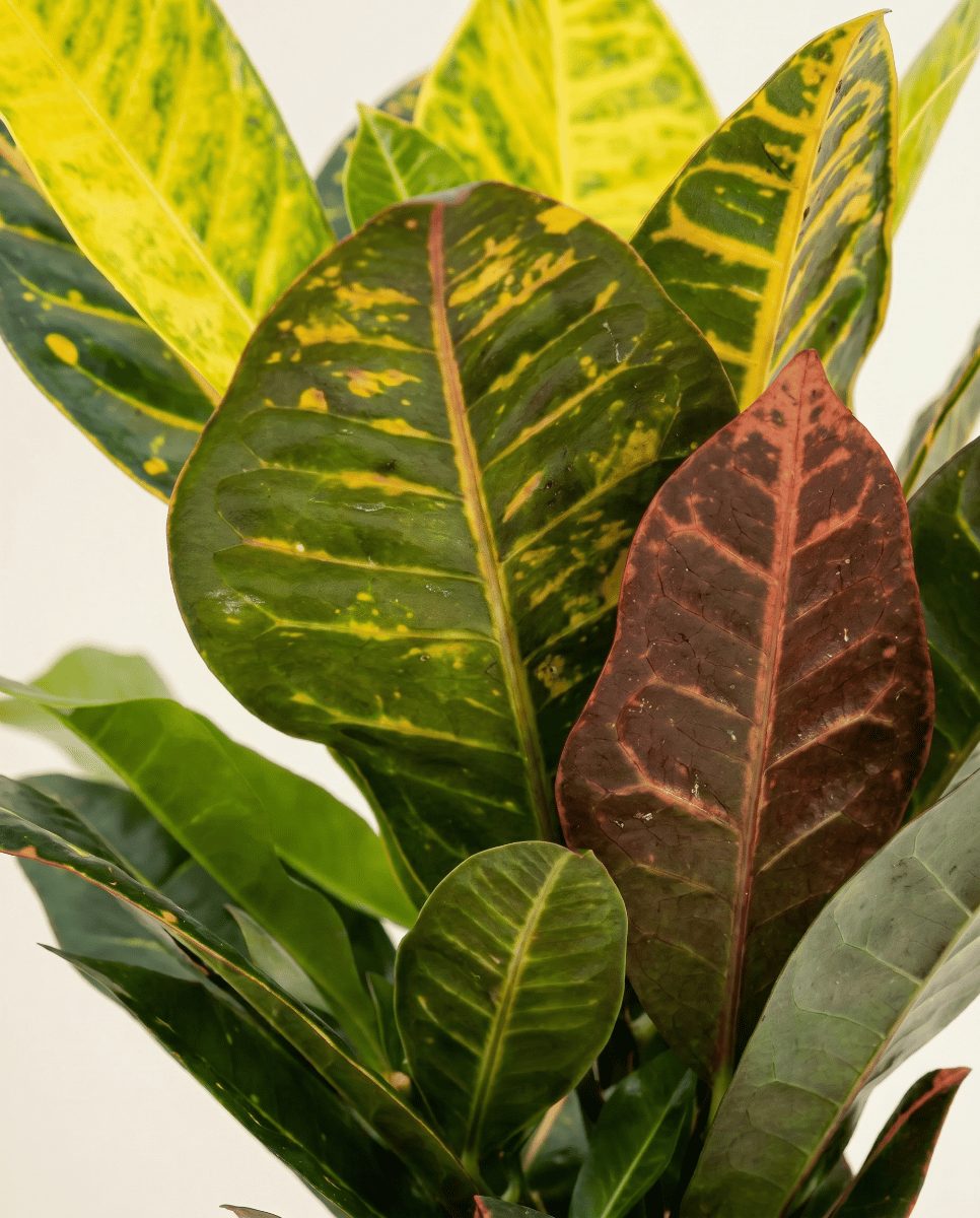 Codiaeum Croton Variegatum Petra