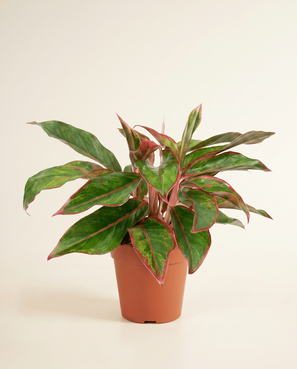 Aglaonema Chinese Evergreen Crete