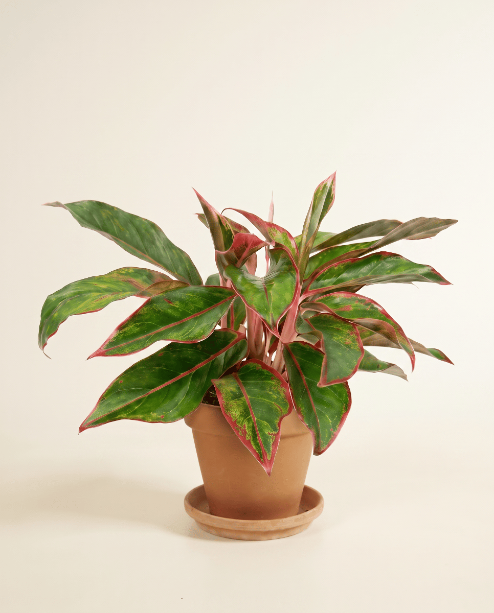 Aglaonema Chinese Evergreen Crete