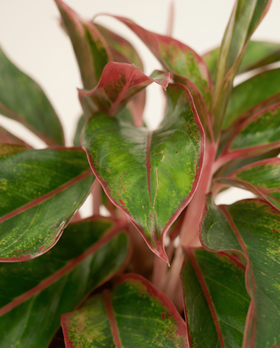 Aglaonema Chinese Evergreen Crete