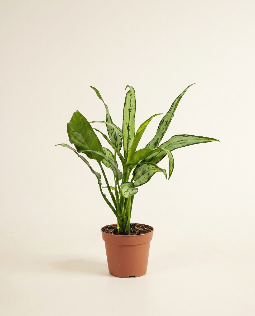 Aglaonema Chinese Evergreen Cutlass